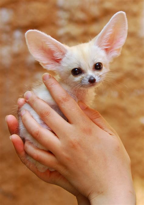 Fennec Fox Fennec Fox Everlandkorea In Cherl Kim Flickr