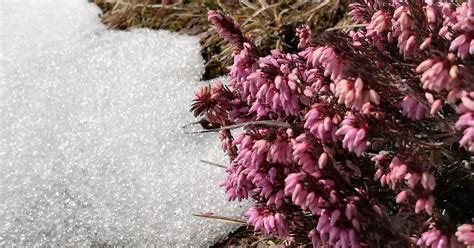 Es wird Frühling am Berg in Außerhalb Salzburgs Schöne Heimat