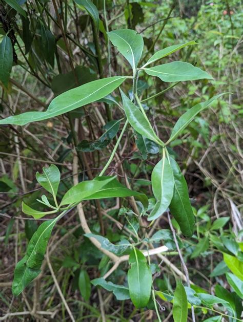 Plants From Caloundra Rail Corridor Au Ql Au On December