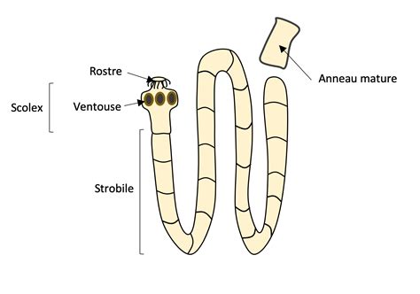 Dr Microbe