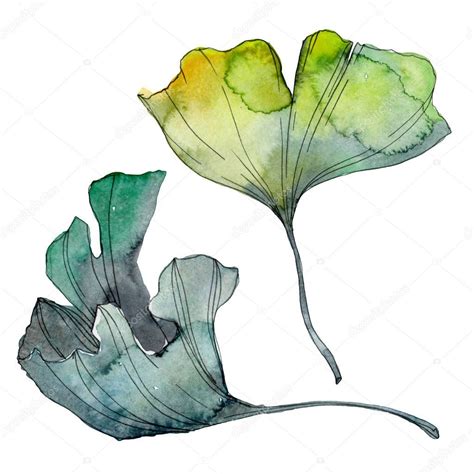 Ginkgo Biloba Leaf Leaf Plant Botanical Garden Floral Foliage