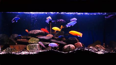 Gallon Cichlid Tank