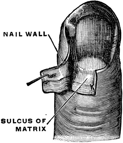 Matrix Of A Fingernail Clipart Etc