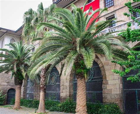 Beautiful Street With Palm Trees In Istanbul Stock Image Image Of