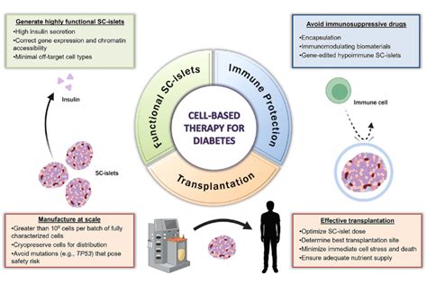 Hogrebe Ishahak And Millman Review Stem Cell Derived Islet Replacement