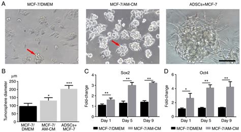 Adscs Enhance Tumorspheres Formation Of Mcf 7 Cells A Analysis Of Download Scientific