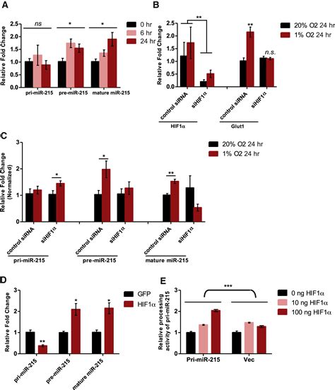 MiR 215 Is Induced Post Transcriptionally Via HIF Drosha Complex And