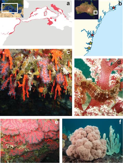 Frontiers Know Thy Anemone A Review Of Threats To Octocorals And