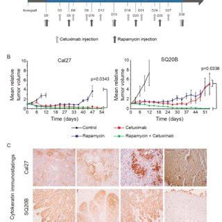 Radiation Therapy Accelerates Tumor Relapse Of Resistant Sq B