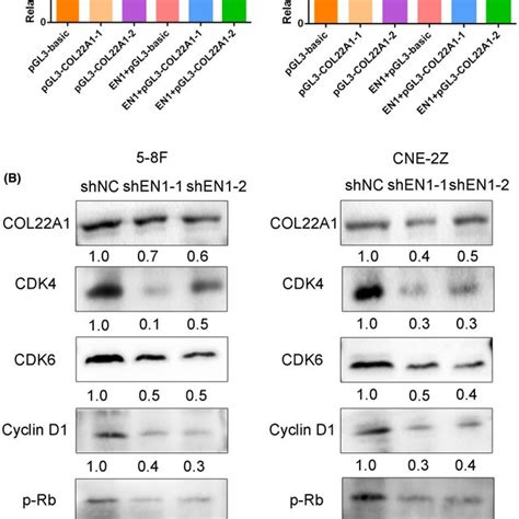 En Regulates Cell Proliferation And Cycle Via Col A Cdk Cyclin