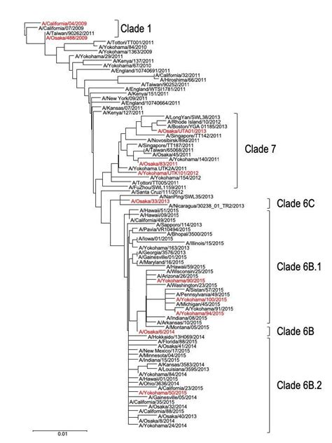 Phylogenetic Tree Based On Hemagglutinin Ha Amino Acid Sequence The