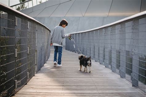 Fence Dog Photos, Download The BEST Free Fence Dog Stock Photos & HD Images