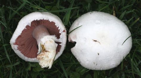 Italiano Agaricus Campestris Sistematica Etimologia Habitat