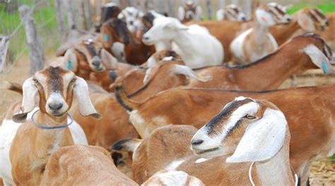 Cria O De Caprinos E Ovinos No Nordeste Ter R Mil Para Inova O