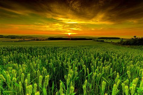 WHEAT FIELD at DUSK, rural, farmland, wheat, Scotland, field, Sunset ...