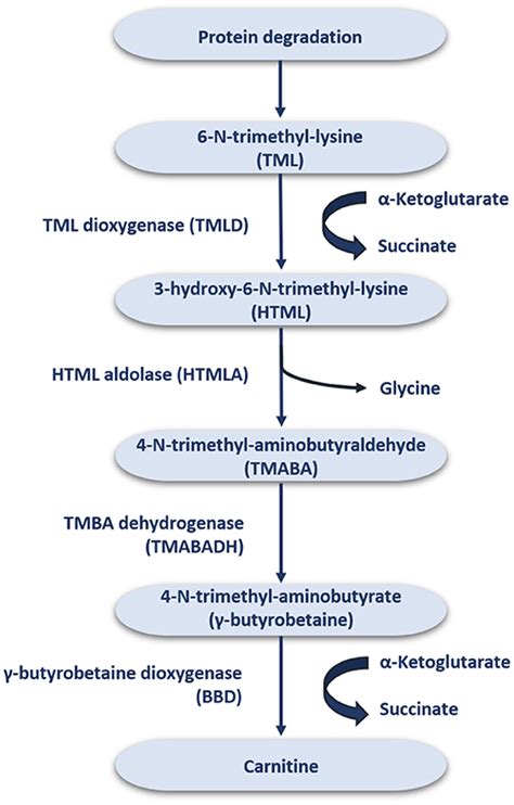 Frontiers Role Of Carnitine In Non Alcoholic Fatty Liver Disease And