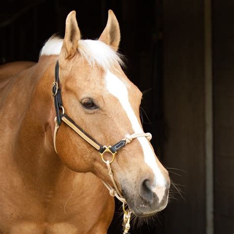 Palomino Horses History Fun Facts Photos And Care Seriously Equestrian