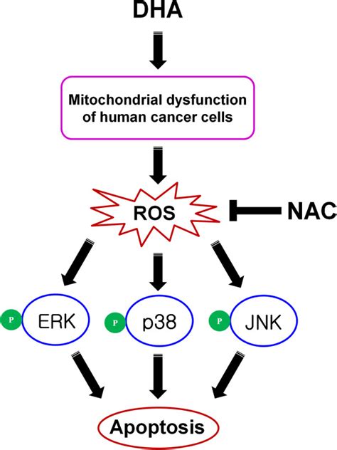 Schematic Model Of Dha Induced Apoptosis In Human Cancer Cells The Download Scientific Diagram