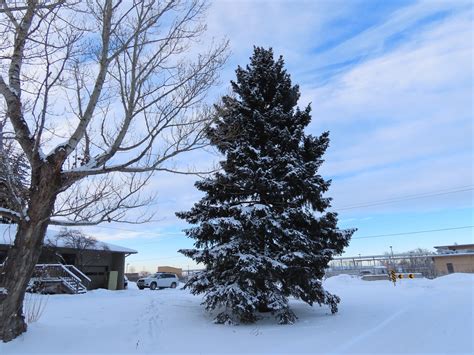 Engelmann Spruce Plant Something Montana