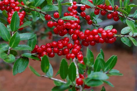 Free Images : tree, nature, branch, plant, fruit, berry, bush, red