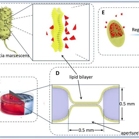 Schematic Depiction Of The Biomimetic Membrane Platform For