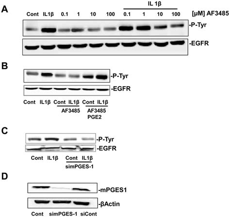 Il 1b Induced Pge 2 Transactivates Egfr In Tumor Cells A Egfr