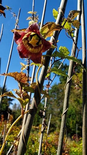 Codonopsis lanceolata Bonnet Bellflower from Quackin Grass Nursery