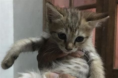 Cara Mengatasi Telinga Kucing Korengan Dengan Benar Ada Perawatan Yang