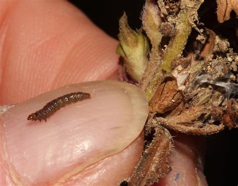 Unknown Larva Giant Ragweed Seed Herbivory Paralobesia Sambuci