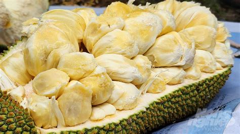 Facts About Jackfruit Facts Net