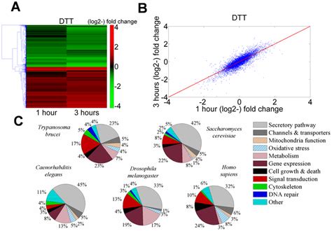 Transcriptome Changes In T Brucei Treated With DTT Resemble Analogous