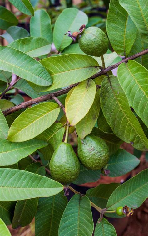 Árvores Frutíferas Espécies Cuidados Dicas e Exemplos Fotos