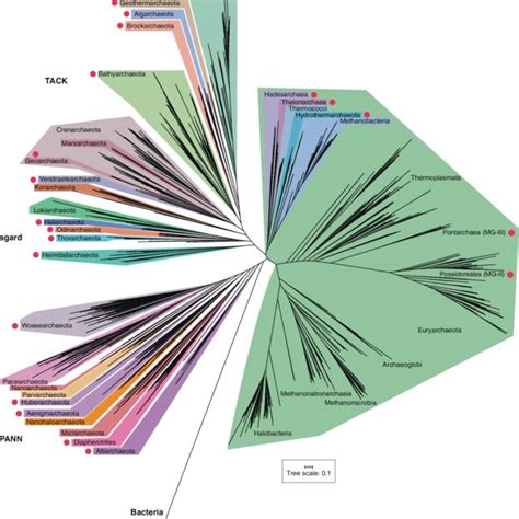 An Updated Archaeal Tree Of Life Phylogeny Generated Using 36