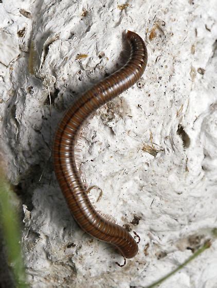 Small Millipede Bugguidenet