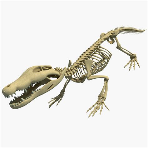 Crocodile Skeleton 3d Max