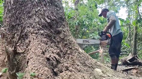 Best Tree Felling Compilation Stihl Ms 881 Chainsaw Youtube