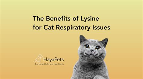 The Benefits of Lysine for Cat Respiratory Issues – HayaPets