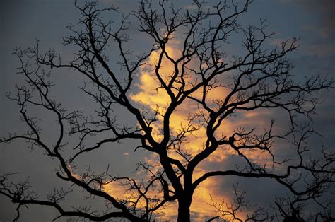 Free Images Tree Nature Branch Cloud Sky Sunrise Sunset