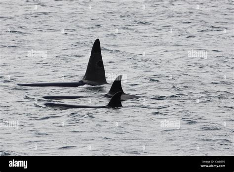 Killer Whales Orcinus Orca Shetland Islands Scotland UK Stock Photo Alamy