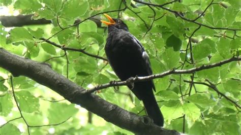 Amsel Gesang So klingt der Frühling Beruhigende Naturgeräusche