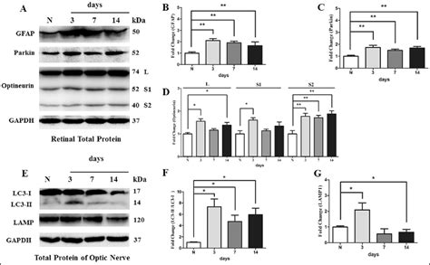 Western Blot Analysis Of The GFAP Parkin Optineurin LC3 I And II