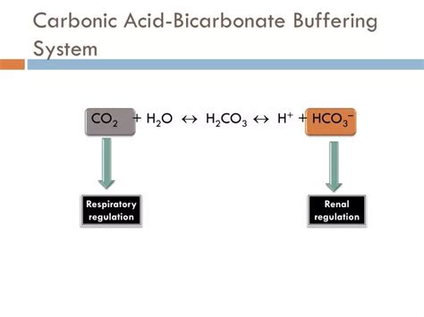 PPT - Carbonic Acid-Bicarbonate Buffering System PowerPoint ...