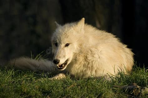 Arctic Wolf Canis Lupus Tundrarum Adult Laying On Grass Stock Image