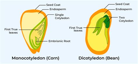 Difference Between Monocotyledon And Dicotyledon - GeeksforGeeks