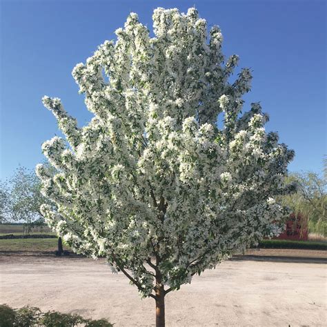 Spring Snow Flowering Crab