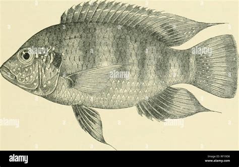 Catalogue Of The Fresh Water Fishes Of Africa In The British Museum