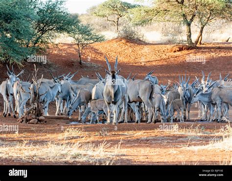 A Herd Of Eland At A Watering Hole In Southern African Savanna Stock