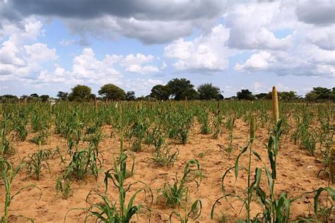 Coping With Drought Essential Strategies For Farmers In Namibia The