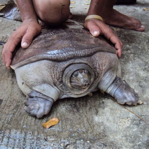 6 Types Of Softshell Turtles All Turtles