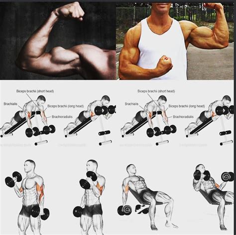 Autre Conseil Biceps Biceps Workout Big Biceps Workout Triceps Workout